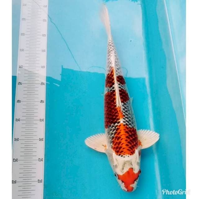 Jumbo Kujaku jreng original