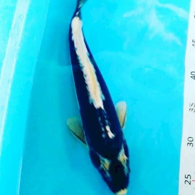 #serap 35cm#
