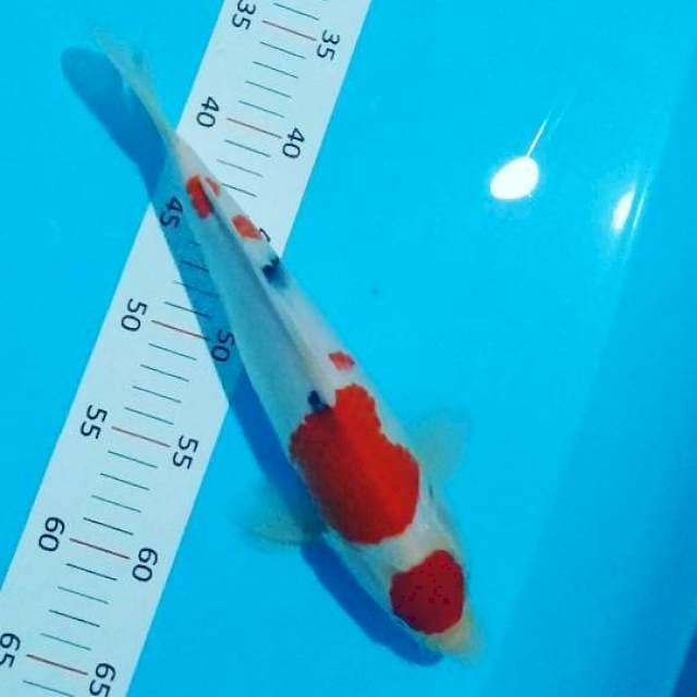 #Tancho sanke 31cm#