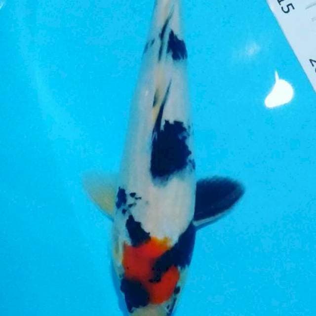# tancho showa 31cm#