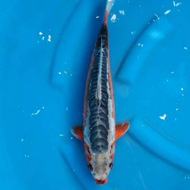 Shusui male 40bu