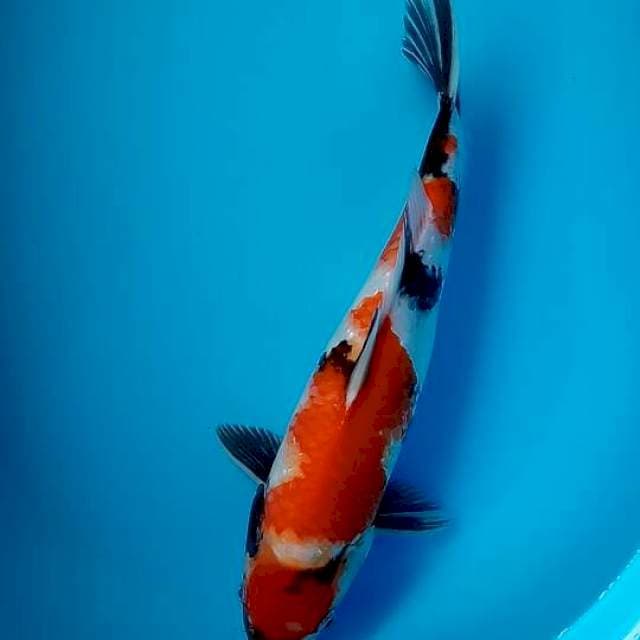 Showa HQ 37cm