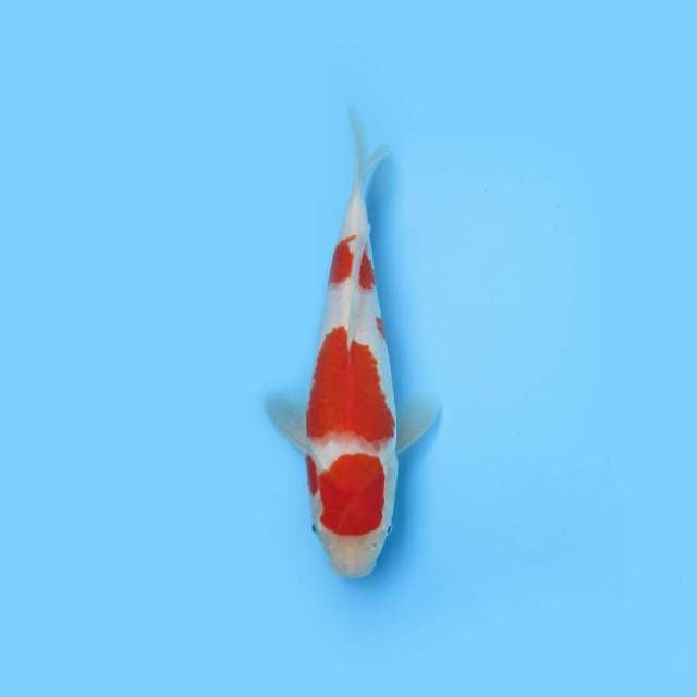 KOHAKU BULKY F1 29 CM