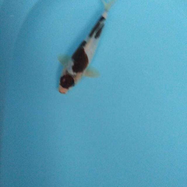 Tc goromo 24cm