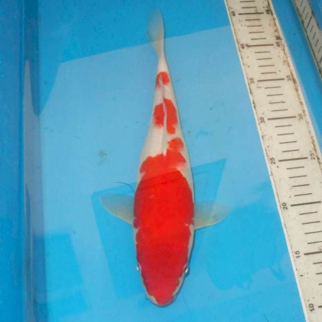 KOHAKU 