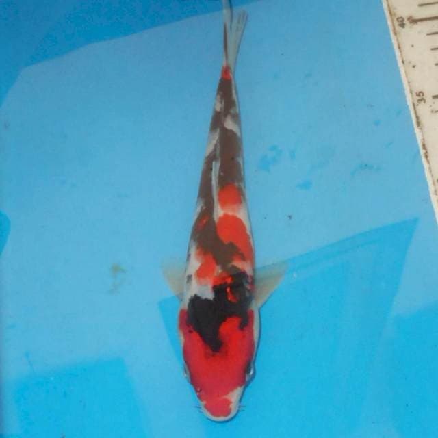 SANKE SANSHOKU