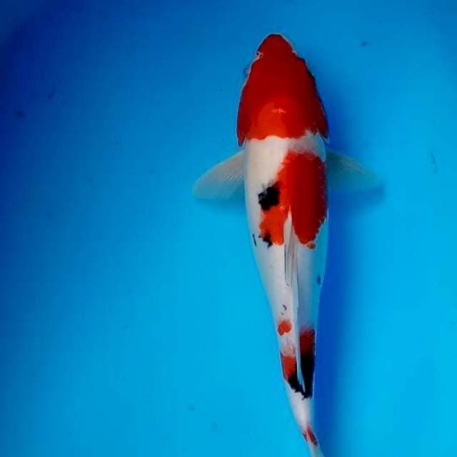 Sanke SQ 35cm