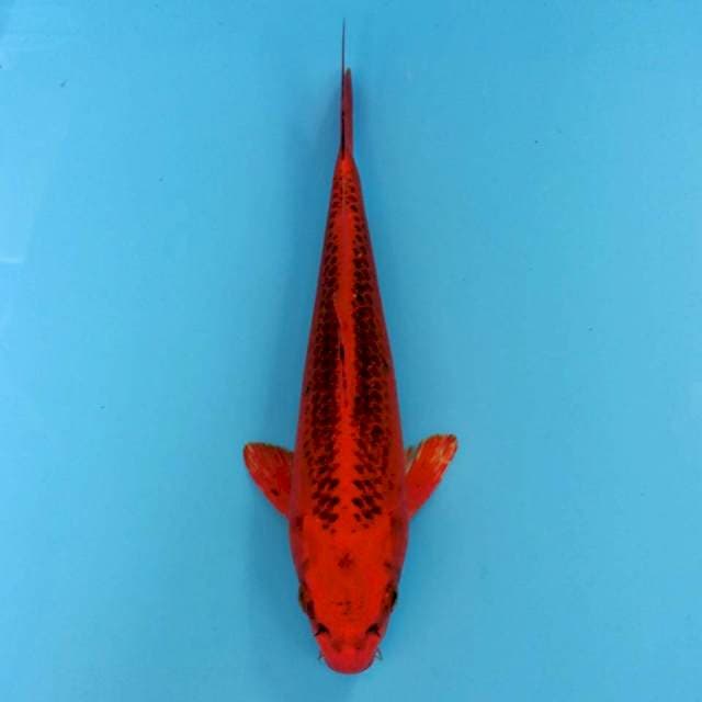 SUPER RED matsuba