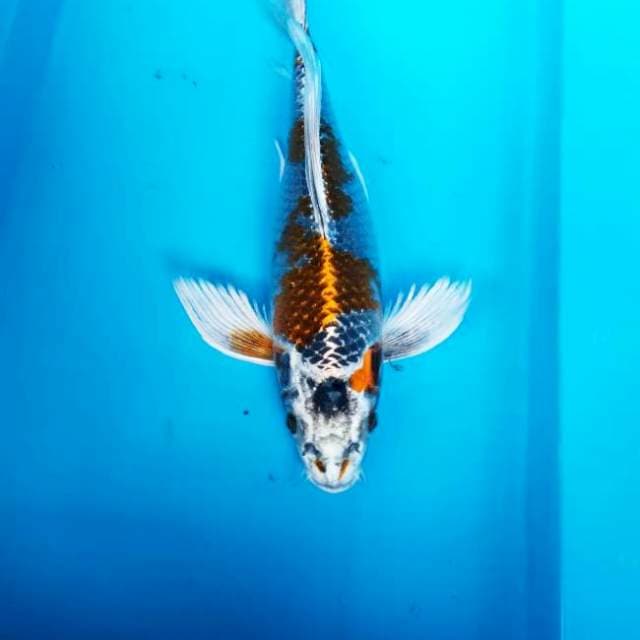 NJK - KUMPAY GINGGA