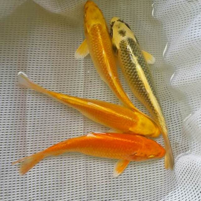 4 ogon size 15 cm