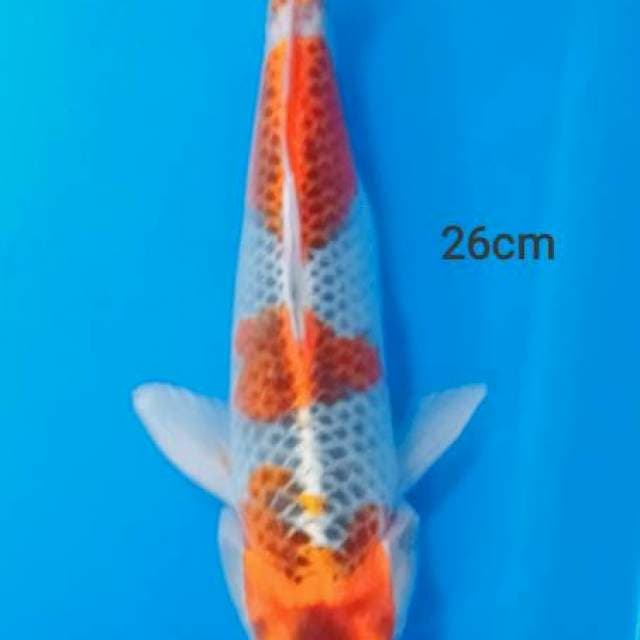 Kujaku male