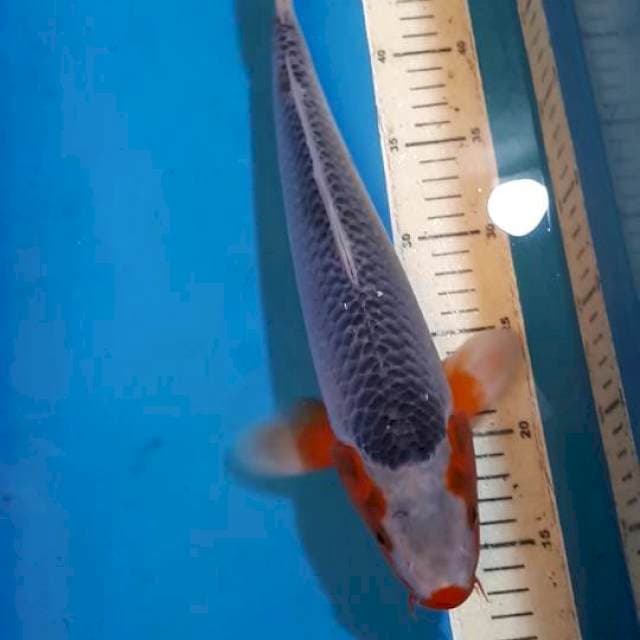 ASHAGI F1 RING RAPI BENI SEIMBANG 35 CM