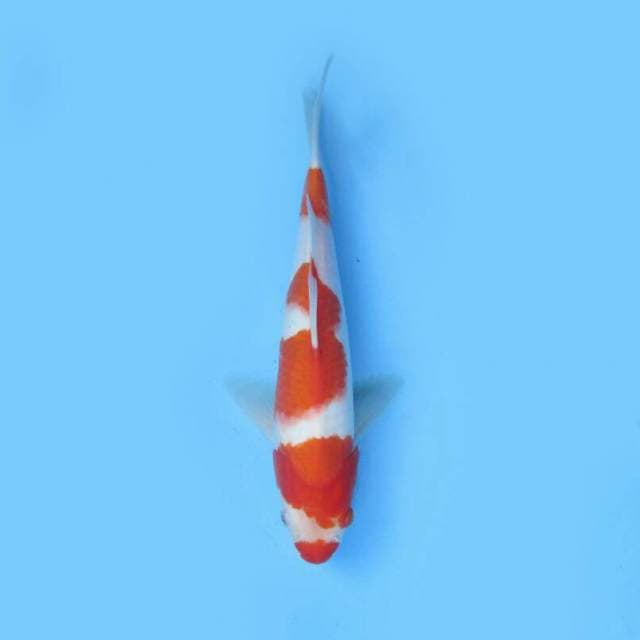 KOHAKU F1 32 CM