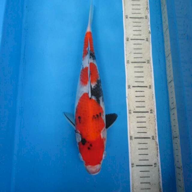Reishykoi30cm