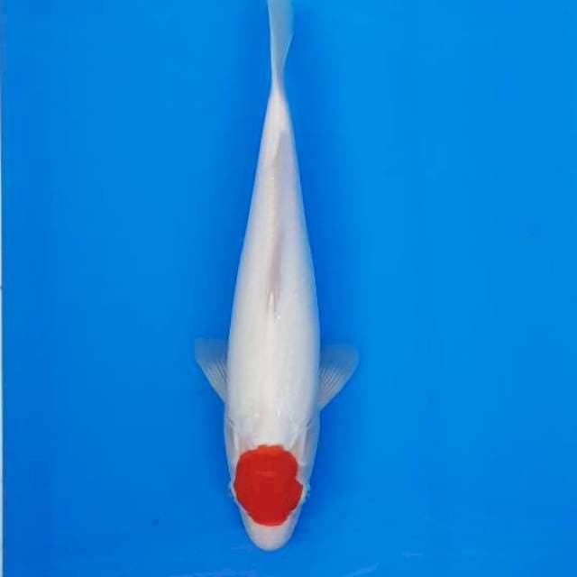TANCHO KOHAKU (ORI)