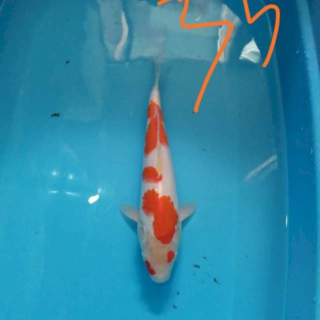 Kohaku 33 cm