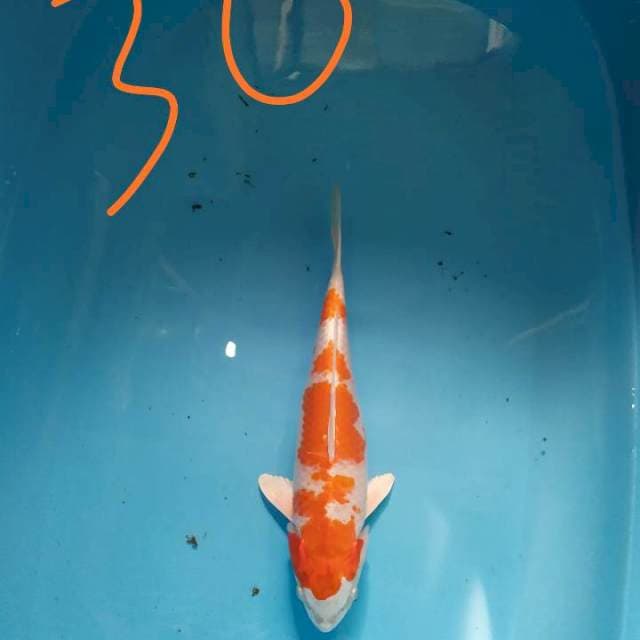 Hariwake 30 cm