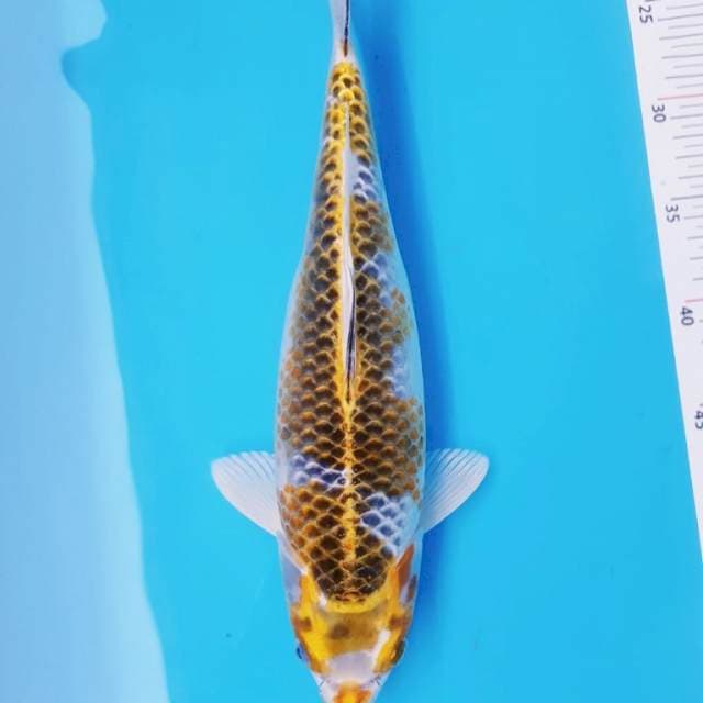 Kujaku F1 35bu