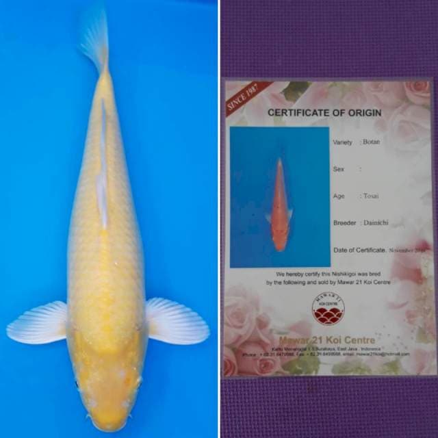 Dainichi botan sertifikat