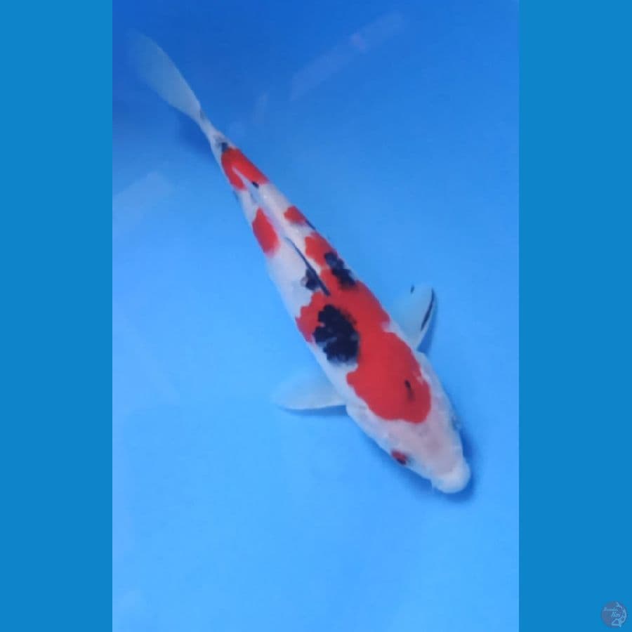 taiso sanke 20 cm