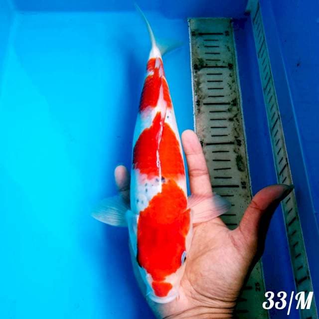GOSHIKI ORI