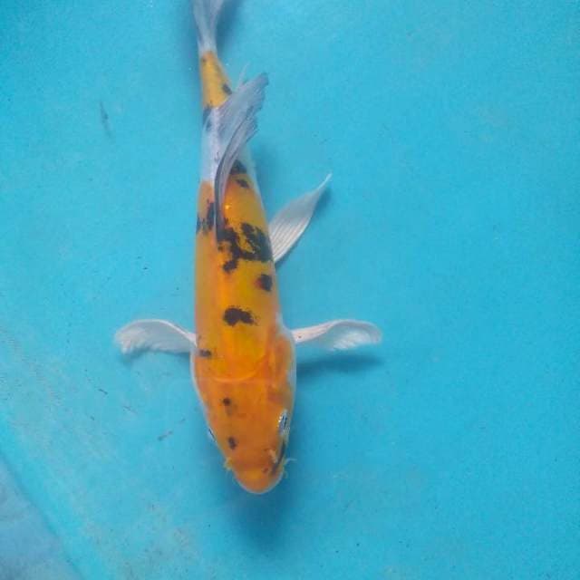 Kin showa doit kumpai 20 cm.