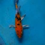 Kin showa doit kumpai 20 cm.