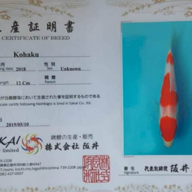 Kohaku Sakai