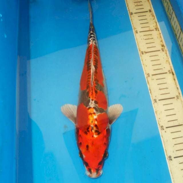 36cm BENI KIKOKURYU HQ