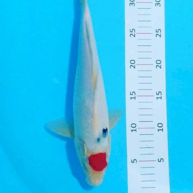 # tancho sanke 32cm #