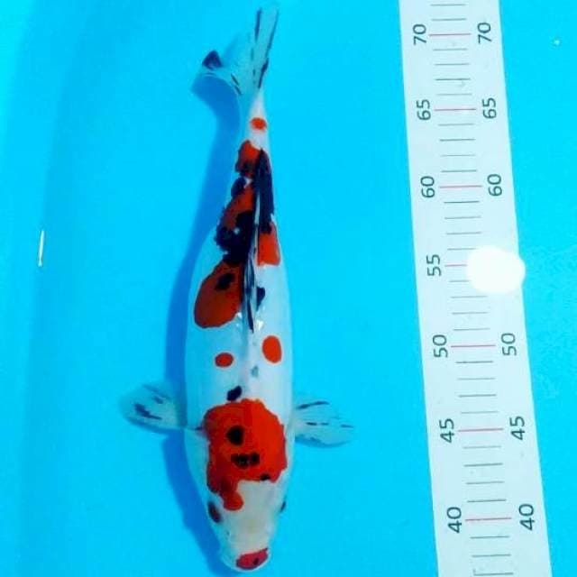# doitsu 31cm#