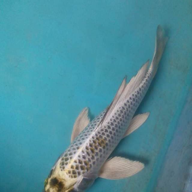 Mukashi kumpai 26cm