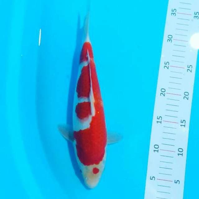 # kohaku 31cm #
