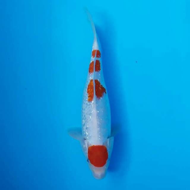 Ginrin kohaku maruten 27 cm 