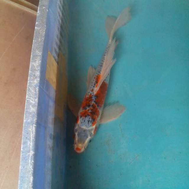 kumpaiunik 27cm