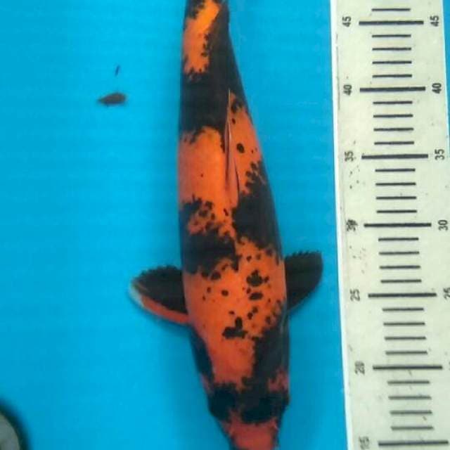 Hi Utsuri, Male , 42 cm