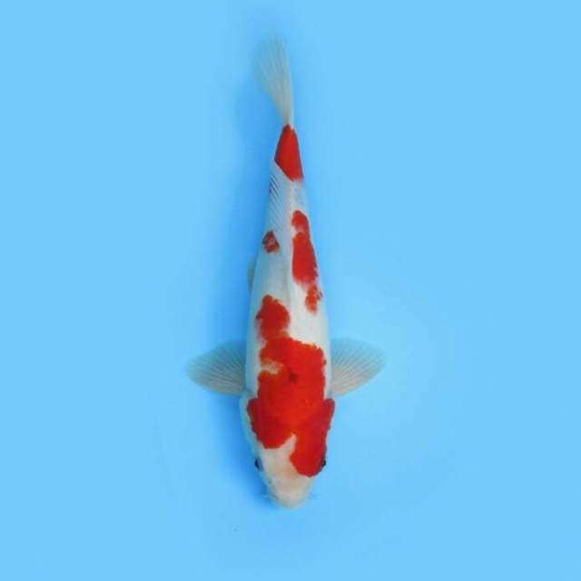 BKS ( KOHAKU 33 CM )