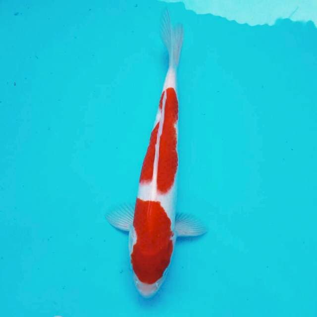 Nidan kohaku**32cm
