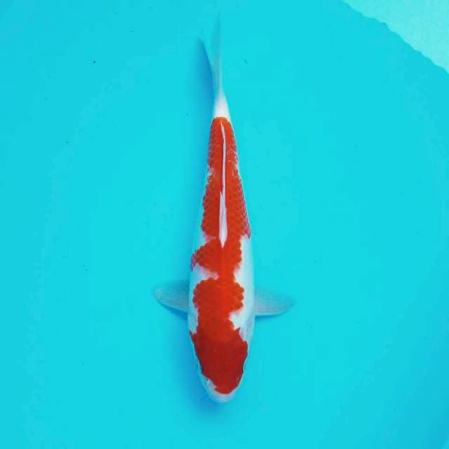 Inazuma kohaku*30cm