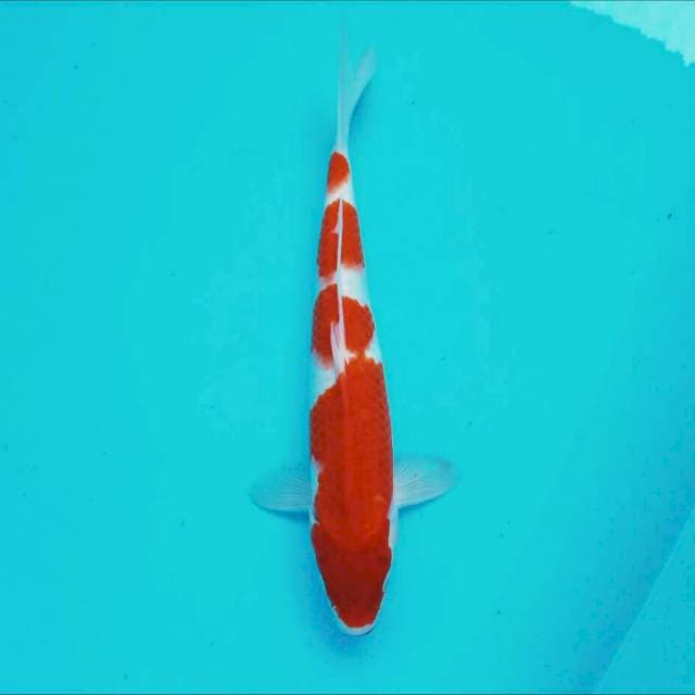 Kohaku*32cm