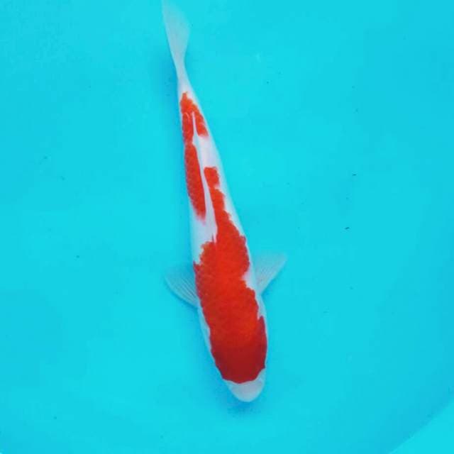Inakohaku*30cm