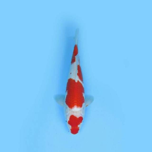 BKS ( KOHAKU 35 CM )