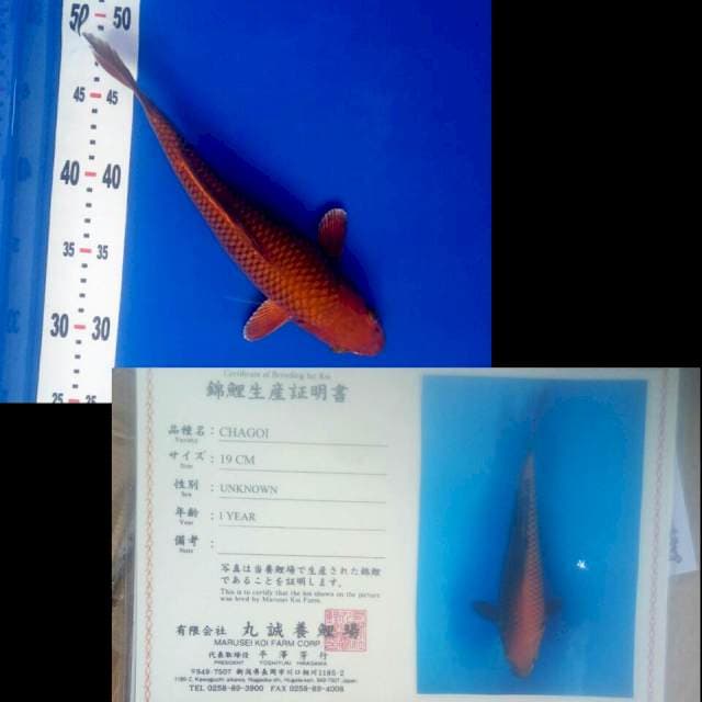 Chagoi import marusei