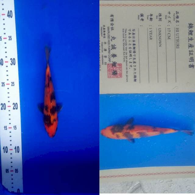 Hi utsuri import marusei
