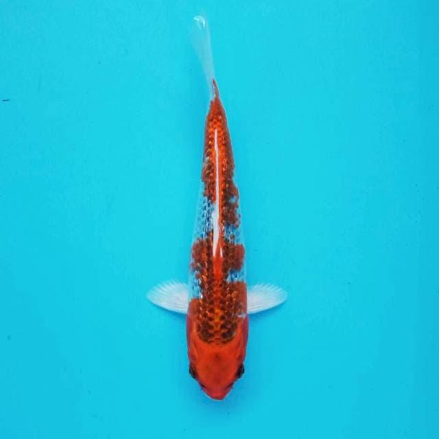 2. Kujaku #27cm