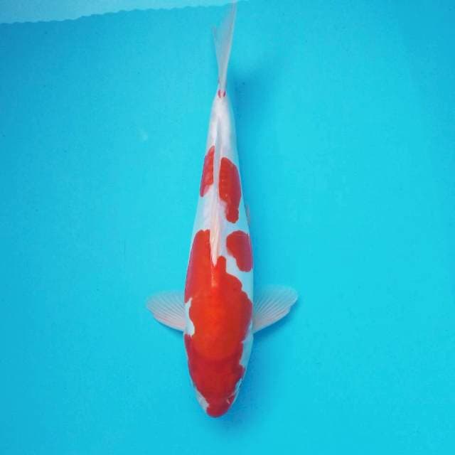 3. Doitsu Kohaku #30cm