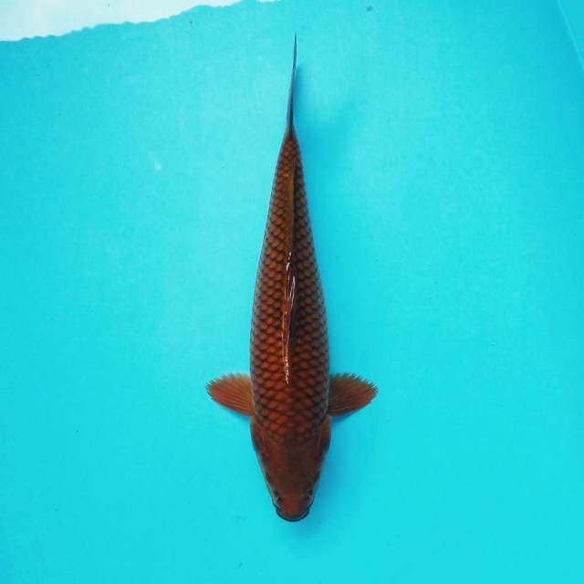 6. Chagoi Tembaga #33cm
