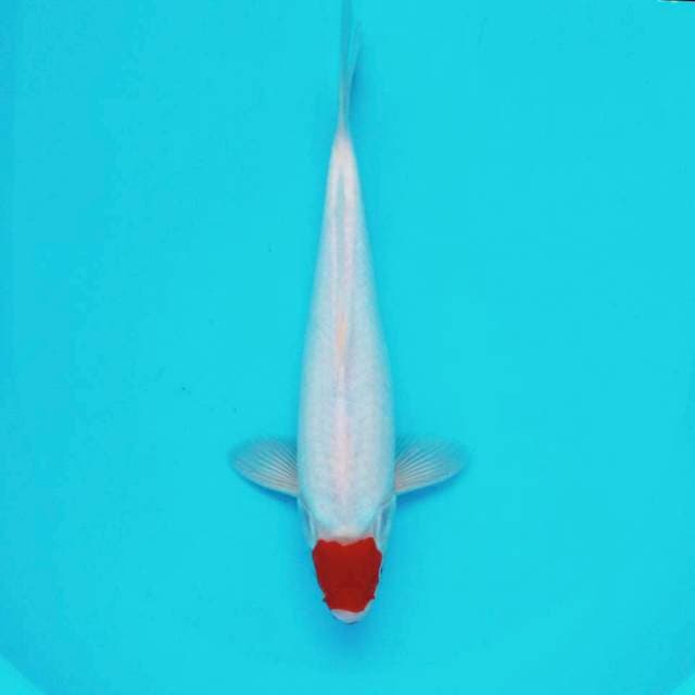 7. Tancho Kohaku #35cm