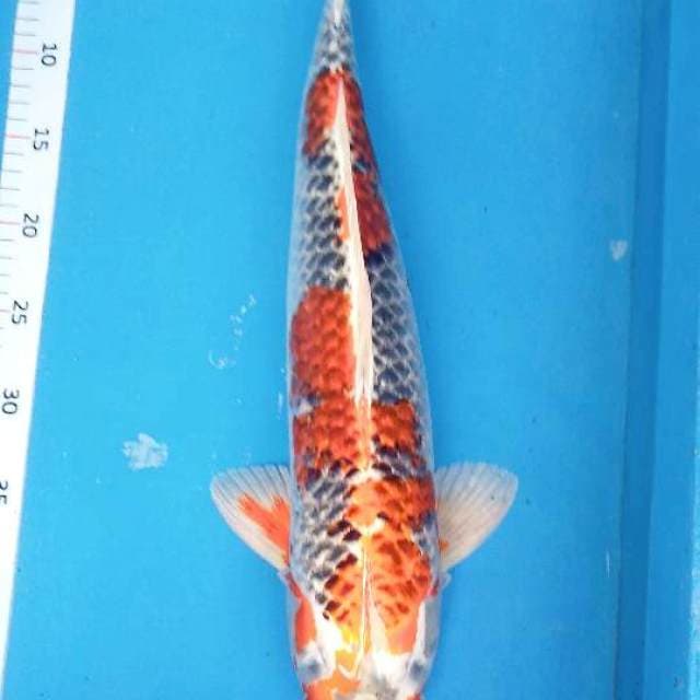 Jumbo 52