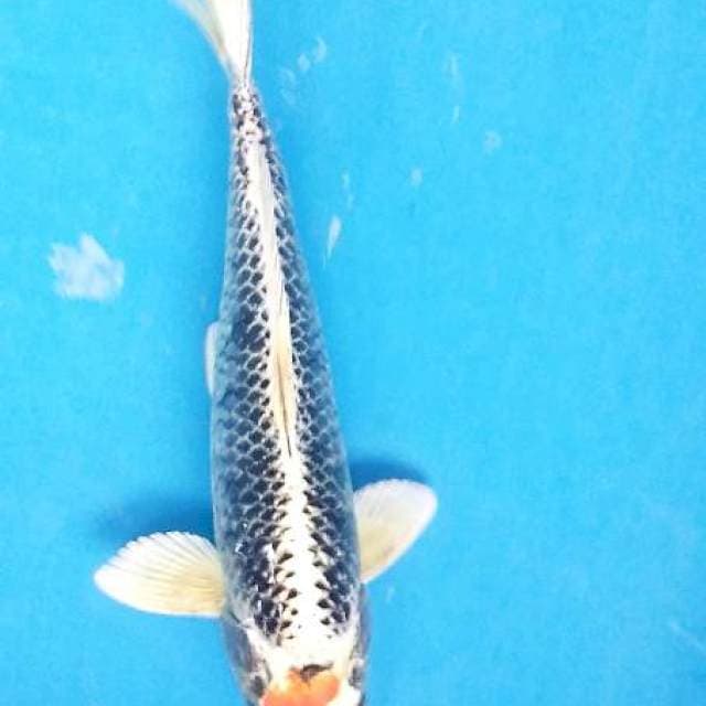 Tanco antix